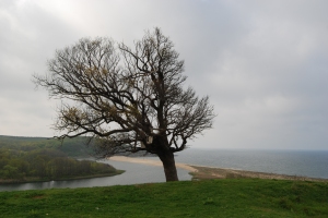 Самотно дърво до река Велека и морето